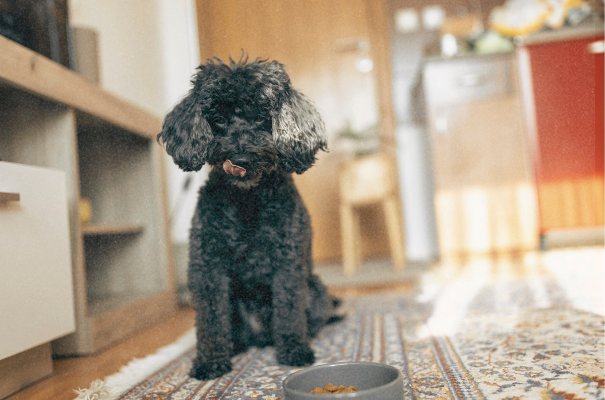 Vetapproved Toy Poodle Feeding Guide & Nutrition Tips Vets Love Pets