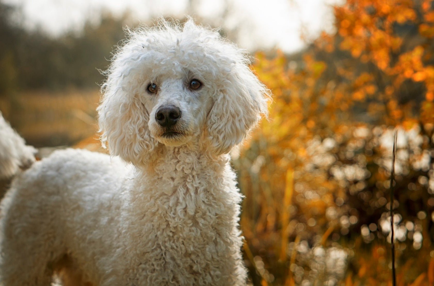 The Vet's Guide to Poodles: Facts, Care, and Training Tips | Vets