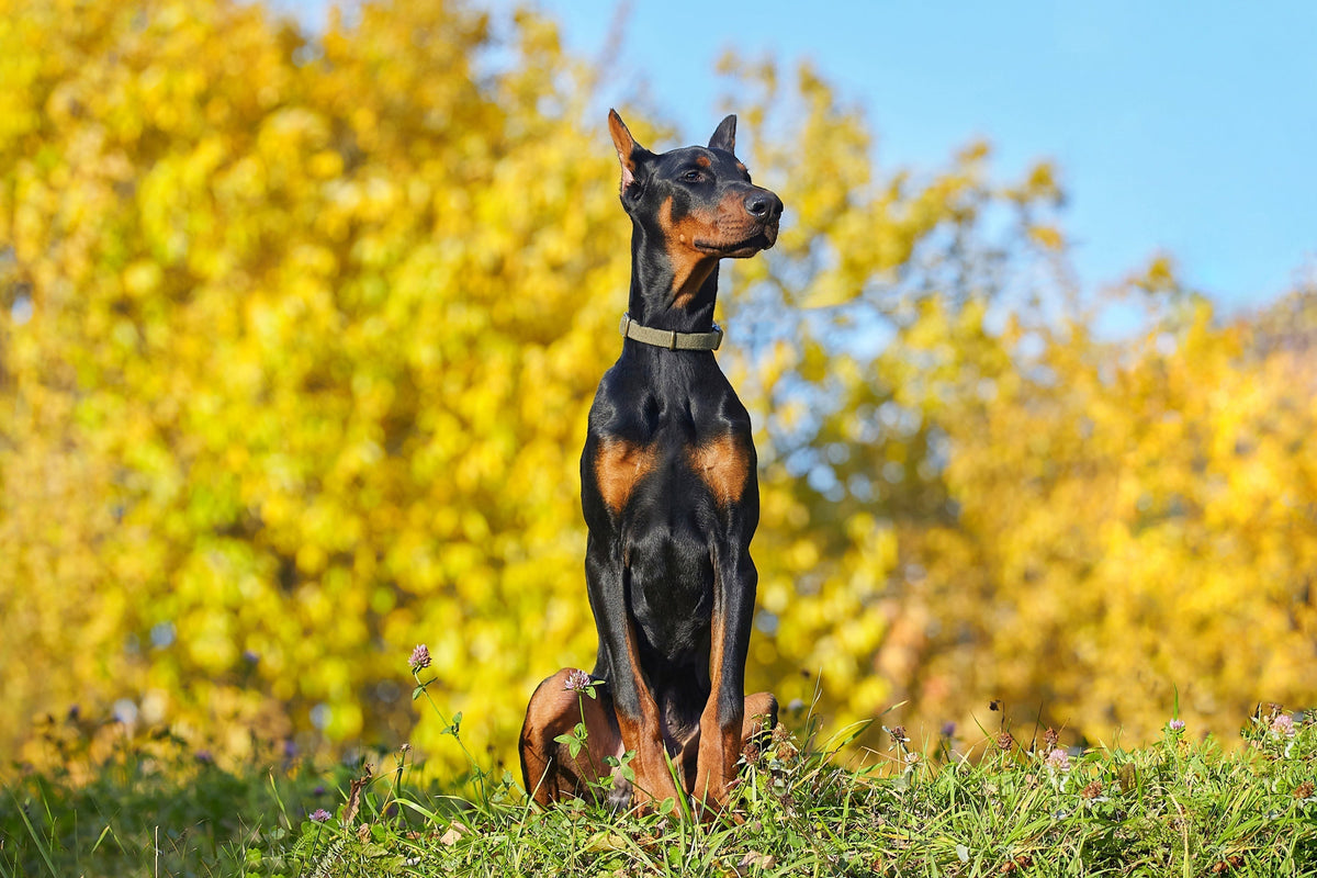 Vetapproved Doberman Feeding Guide and Nutrition Tips Vets Love Pets