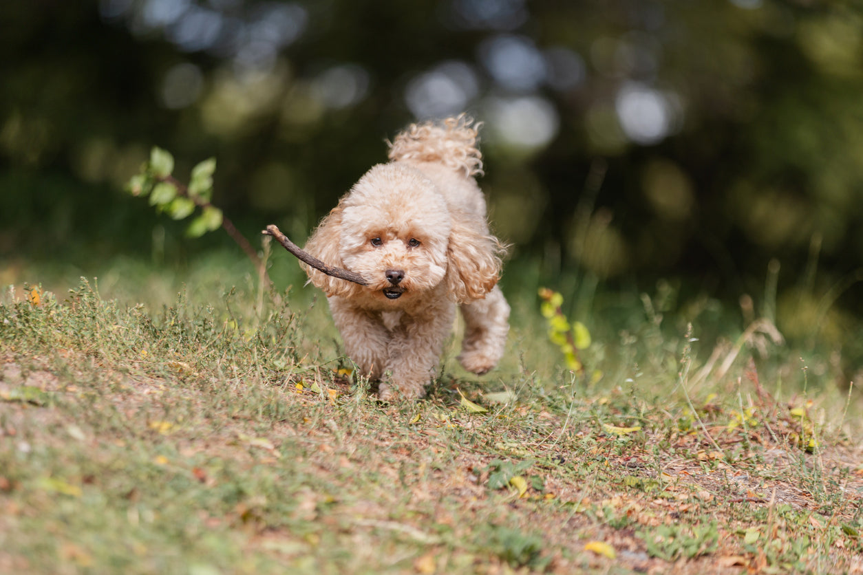 How To Train A Toy Poodle Behaviour Tips Backed By Experts Vets Love How To Train A Toy Poodle Behaviour Tips Backed By Experts Vets Love