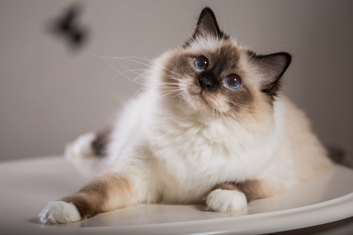 Hairballs and Digestive Sensitivities in Cats: Vet Advice and Treatmen ...