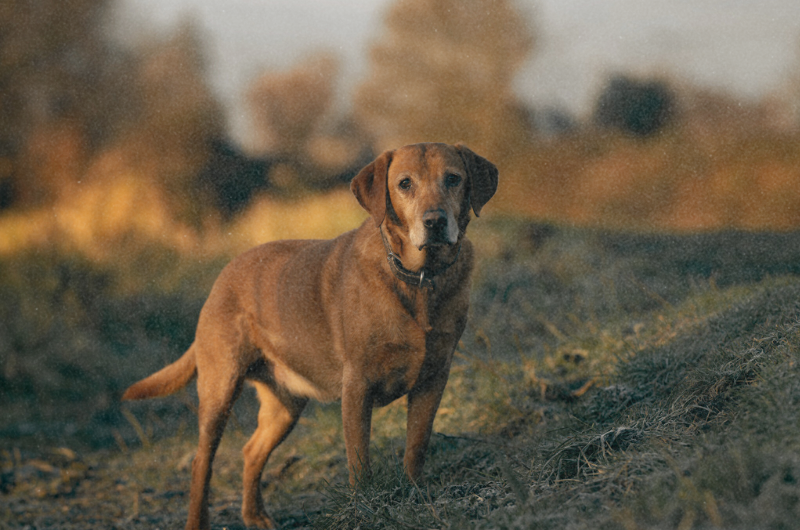 Mucus in Dog Poop: What It Means and When to Worry