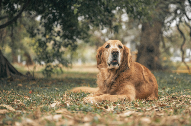 Yellow Dog Poop: What It Means and When to Worry