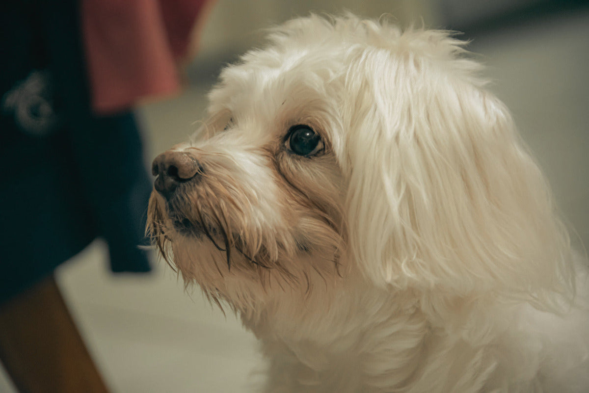 What Causes Tear Stains in Dogs (and How to Treat Them)