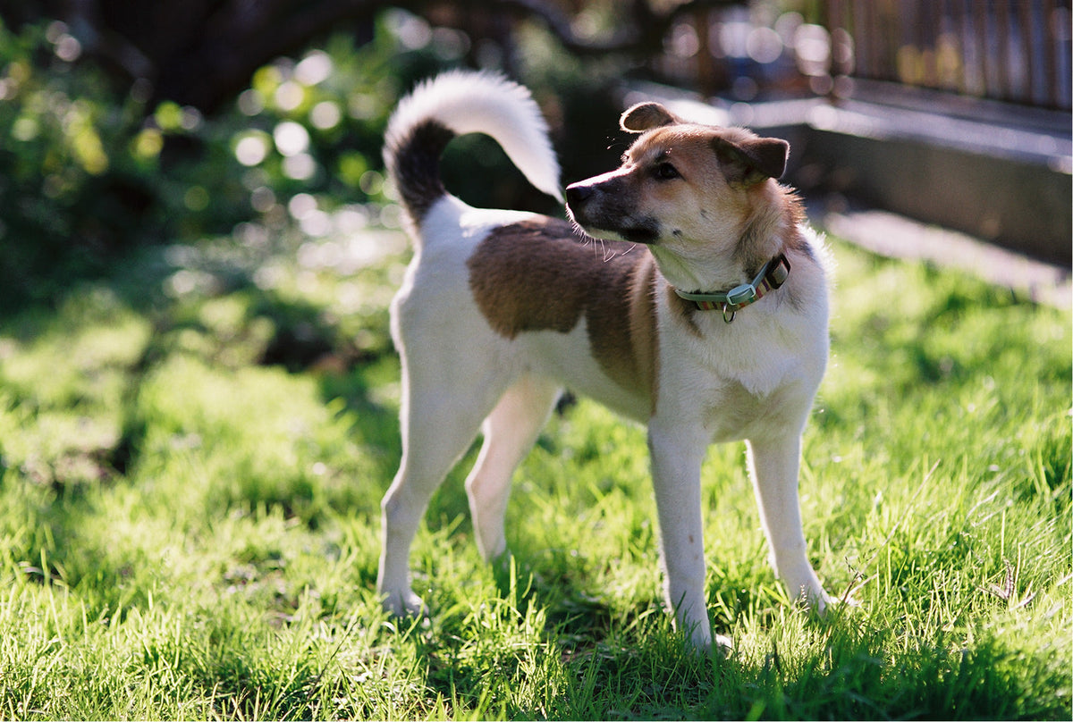 Ticks on Dogs in Australia: Types, Symptoms, Removal and Prevention