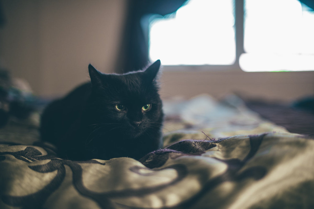 Worms in Cats: Types, Symptoms and How Often to Worm