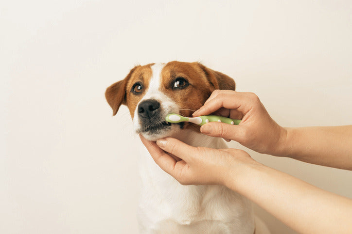 Best Dental Chews for Dogs in Australia (2026 Vet-Approved Guide)