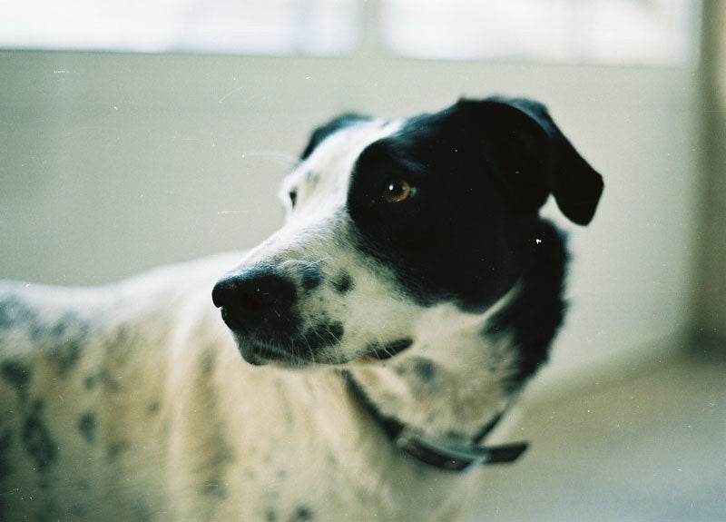 Worms in Dogs: Types, Symptoms and How Often to Worm