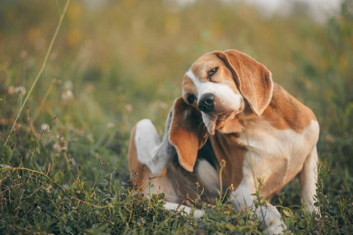 Best Flea, Tick & Worm Treatments for Dogs in Australia (2026 Vet Guide)