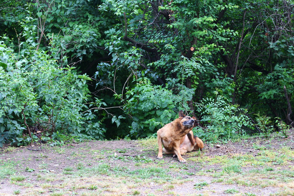 Fleas on Dogs: How to Spot Them, Treat Them and Break the Cycle