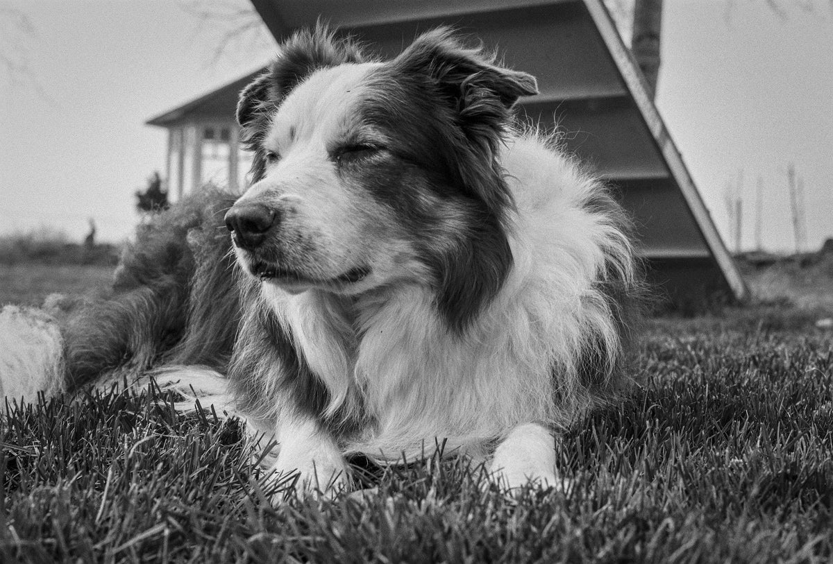 Vet-Approved Border Collie Feeding Guide & Nutrition Tips