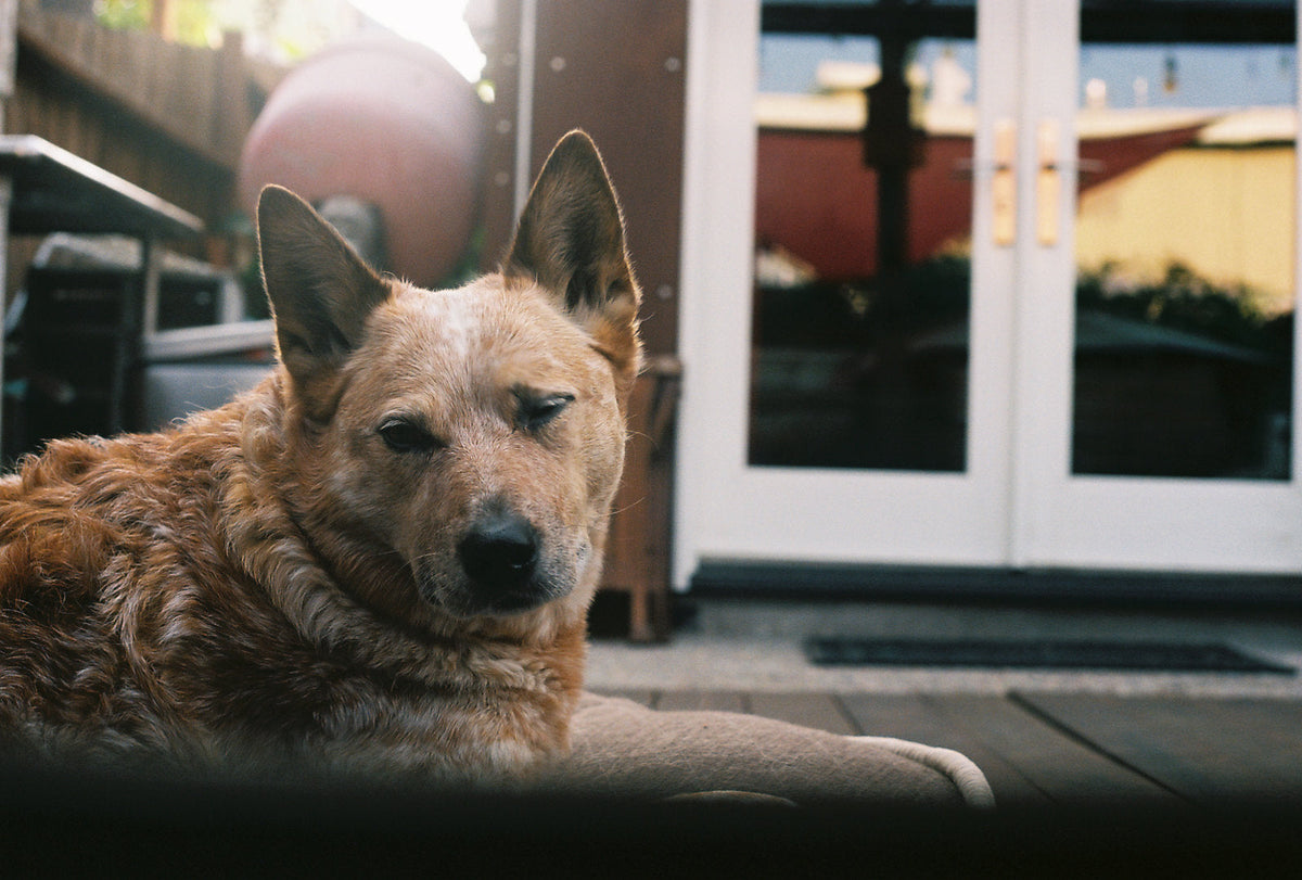 Why This Vet Checks Senior Dogs Twice a Year: The Watch-Outs