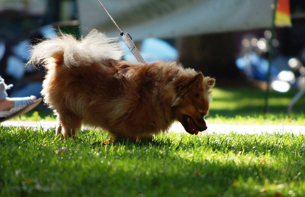 Vet-Approved Chihuahua Feeding Guide & Nutrition Tips