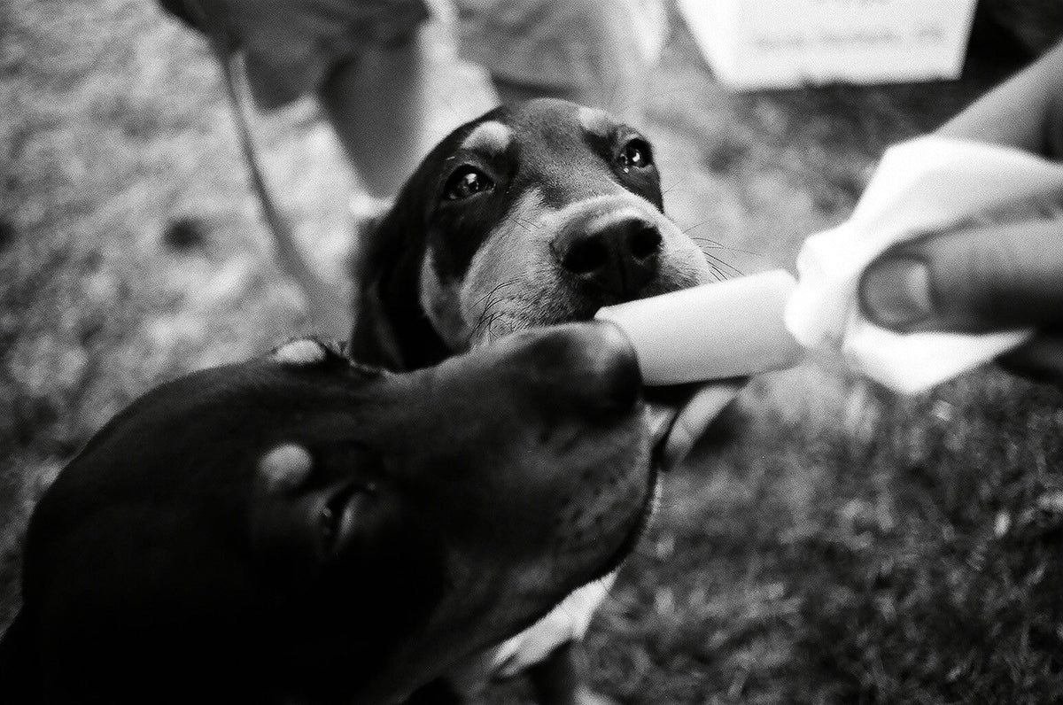 Vet-Approved Dachshund Feeding Guide & Nutrition Tips