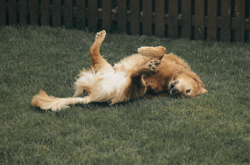 Pro-Kolin+ vs Pro-Kolin Advanced: Which Is Right for Your Dog?