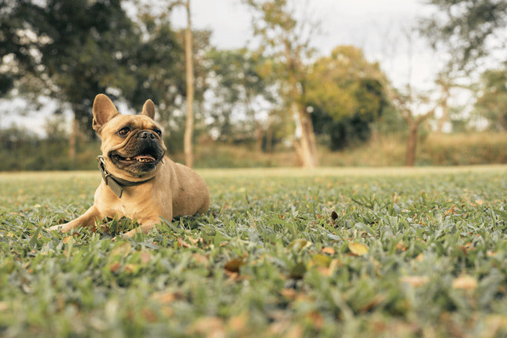 Vet-Approved French Bulldog Feeding Guide & Nutrition Tips