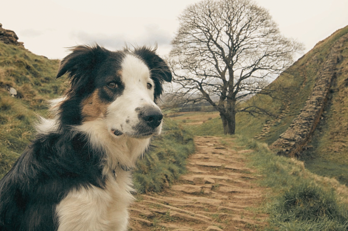 Understanding Kennel Cough in Dogs (Vet-Approved Guide)