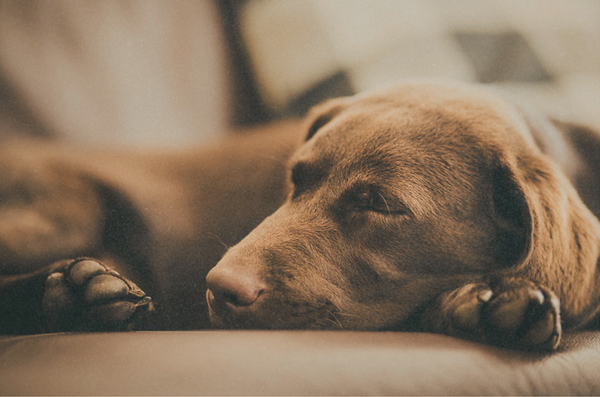 Understanding Pancreatitis in Dogs (Vet-Approved Guide)