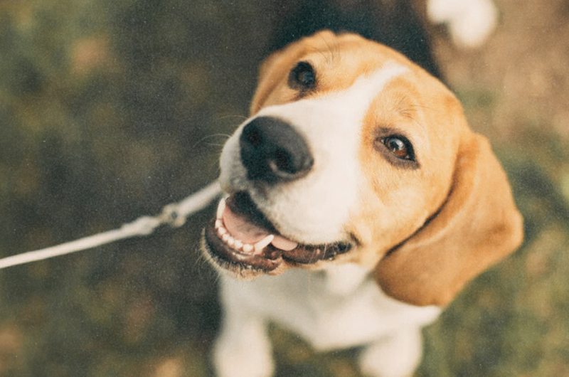 Why Does My Dog Fart So Much? Causes and How to Reduce It
