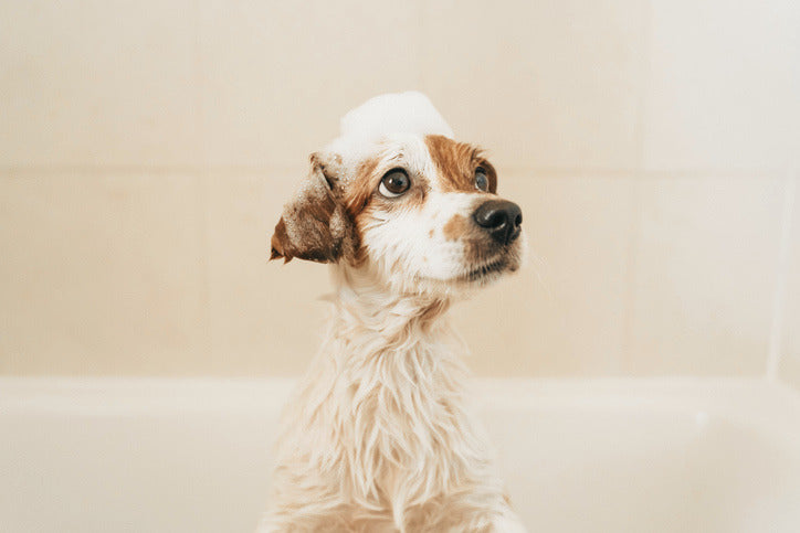 Best Dog Shampoos in Australia (2026 Vet-Approved Guide)