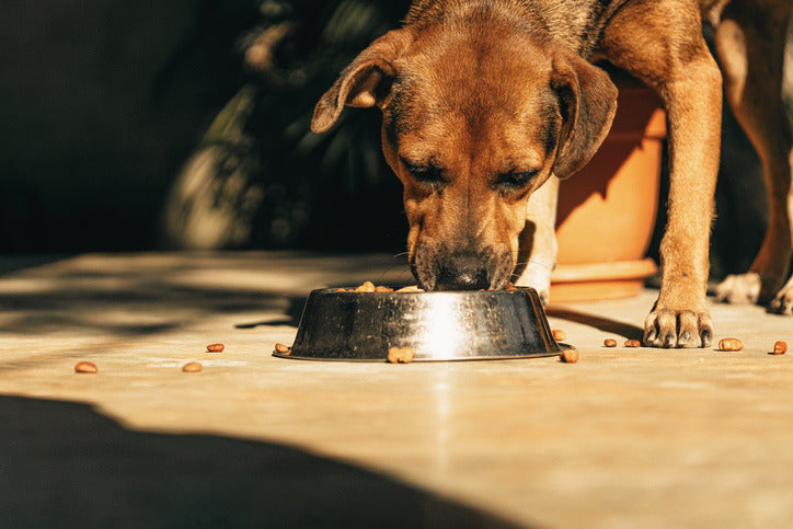 How to Transition Your Dog to a New Food