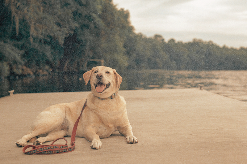 Vet-Approved Labrador Feeding Guide & Nutrition Tips