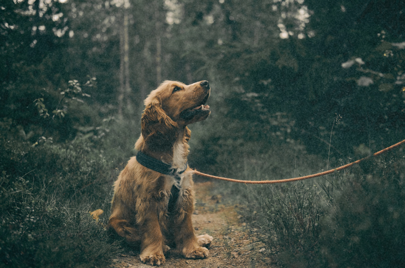 Green Dog Poo: What It Means and When to Worry