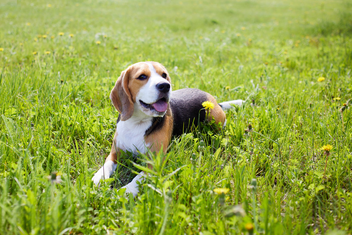 The Vet’s Guide to Beagles: Facts, Care, and Training Tips | Vets Love Pets