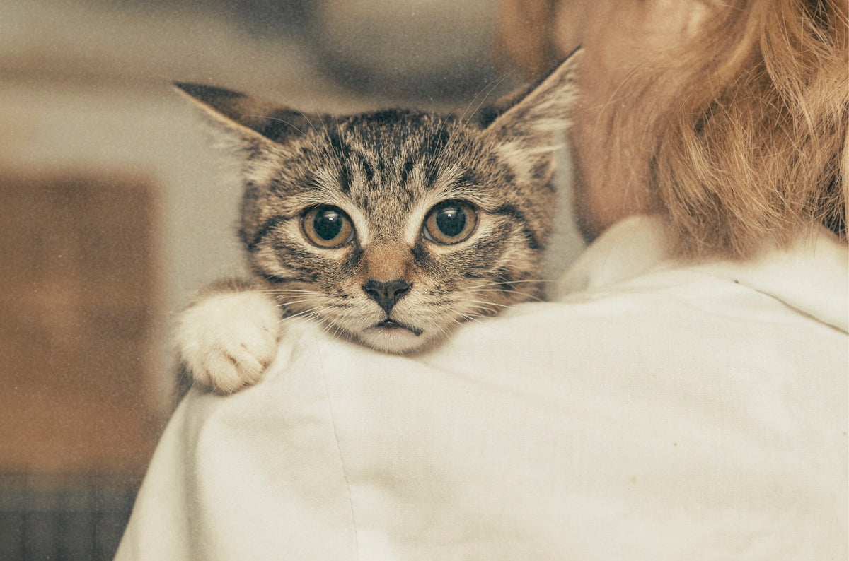 What Are the Best Ingredients for Cat Food? A Vet’s Guide to Feline Nutrition