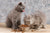 Kitten Nutrition 101: Essential Diets for Growing Cats