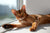 The Vet’s Guide to Abyssinians: Facts, Care, and Training Tips