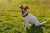 The Vet’s Guide to Jack Russells: Facts, Care, and Training Tips