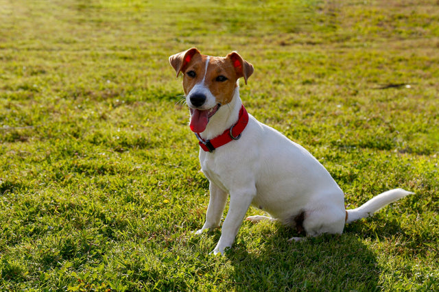 The Vet's Guide to Jack Russells: Facts, Care, and Training Tips