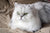 The Vet’s Persian Cat Guide: Facts, Nutrition & Grooming Tips