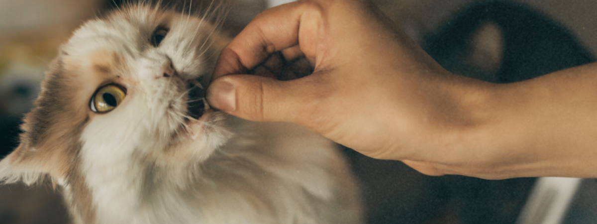 Best Dry Cat Food in Australia (2026 Vet-Approved Guide)
