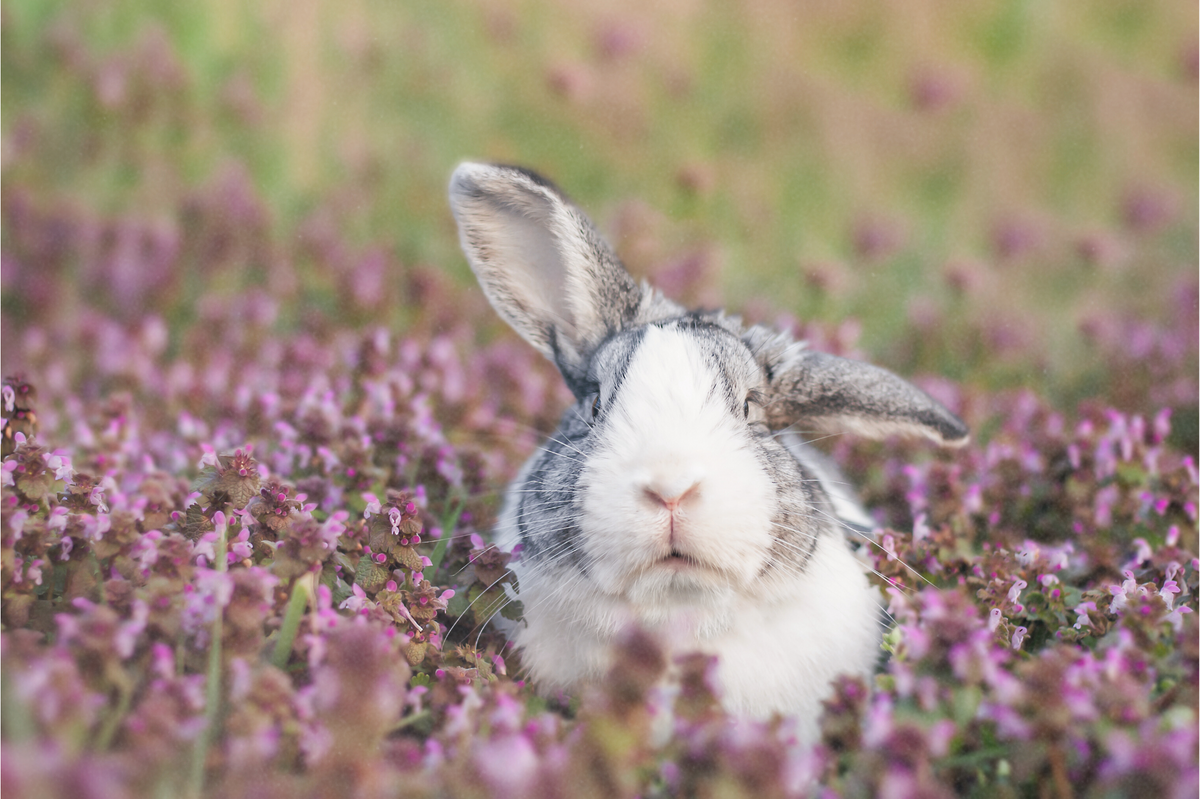 The Vet’s Guide to Dutch Rabbits: Facts, Care, and Training Tips | Vets ...