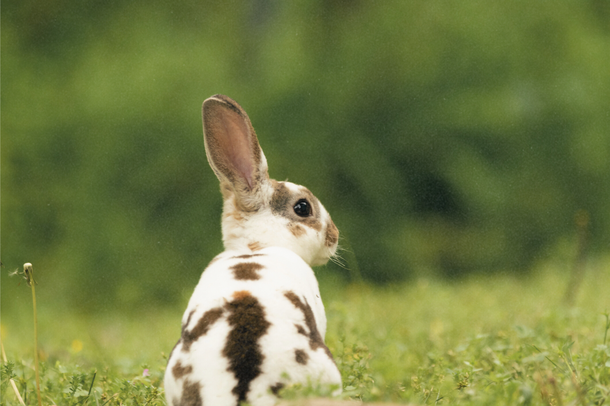 The Vet’s Guide to Rex Rabbits: Facts, Care, and Training Tips – Vets ...