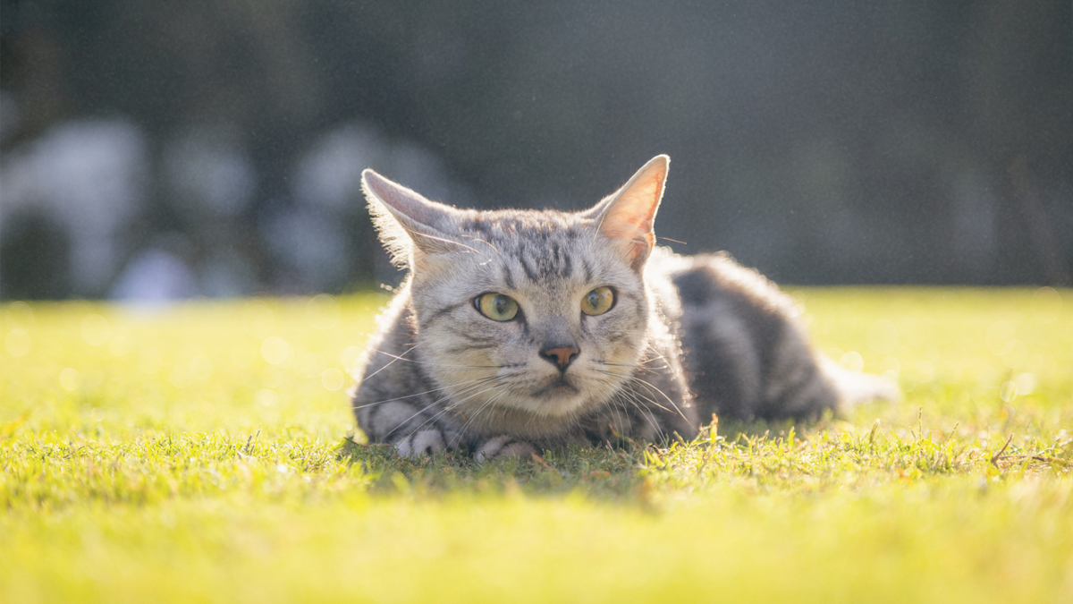 The Vet’s Guide to Australian Mist Cats: Facts, Care, and Training Tip ...