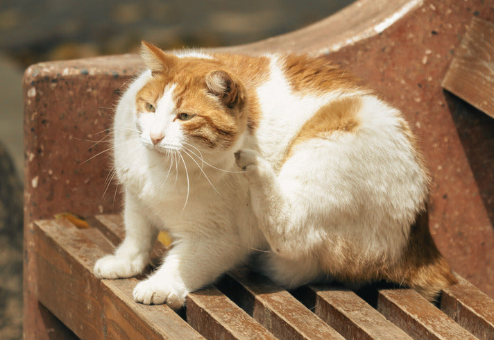 Best Flea, Tick & Worm Treatments for Cats in Australia (2026 Vet Guide)