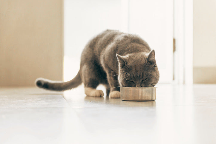 How to Transition Your Cat to a New Food