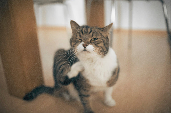 Fleas on Cats: How to Spot, Treat and Keep Them Away