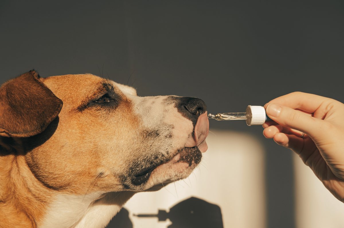 Your Guide to How Vets Love Pets Pharmacy Works