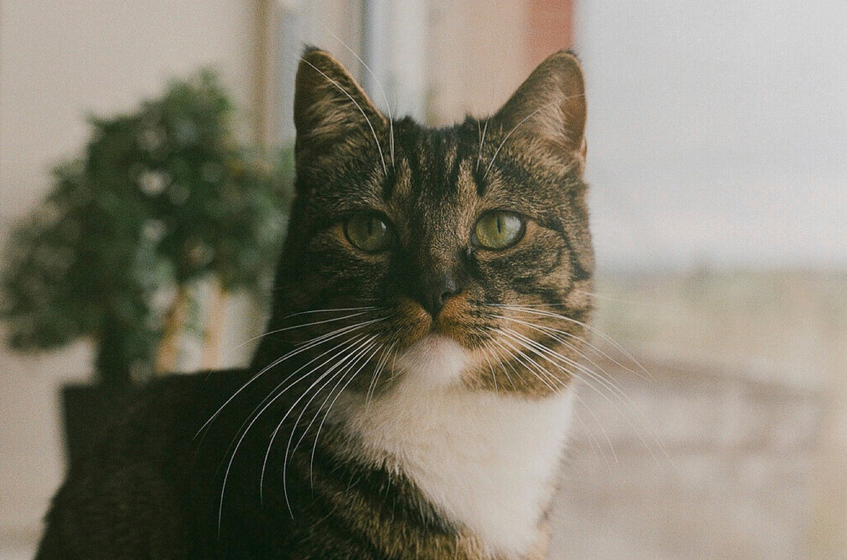 Why This Vet Watches Senior Cats for the Quiet Signs
