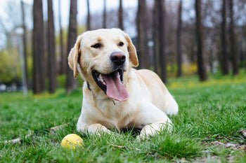 Understanding Hip Dysplasia in Dogs (Vet-Approved Guide)
