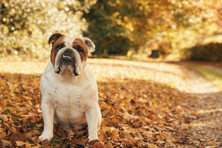 Vet-Approved English Bulldog Feeding Guide & Nutrition Tips