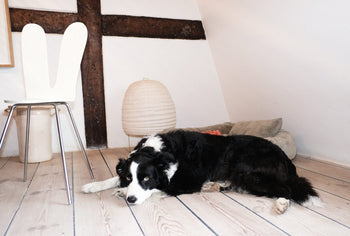 Understanding Mitral Valve Disease in Dogs (Vet-Approved Guide)
