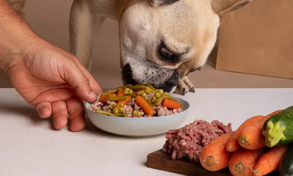 What Are the Best Ingredients for Dog Food? A Vet’s Guide to Choosing What Truly Matters