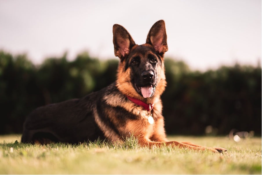 Vet-Approved German Shepherd Feeding Guide & Nutrition Tips