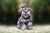 The Vet’s Guide to Miniature Schnauzers: Facts, Care, and Training Tips