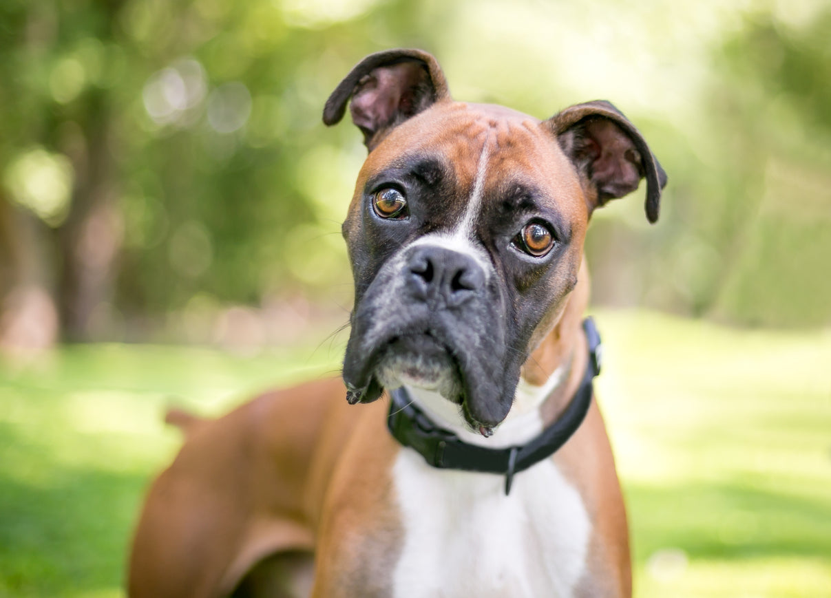 Boxer puppy cone sales head